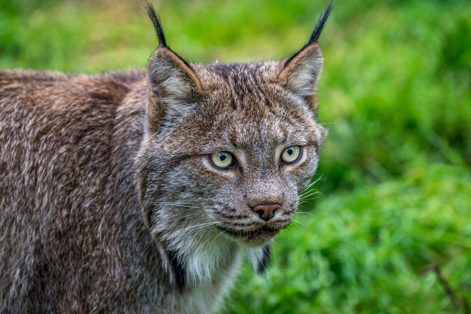 Lynx on Alert | Shutterbug